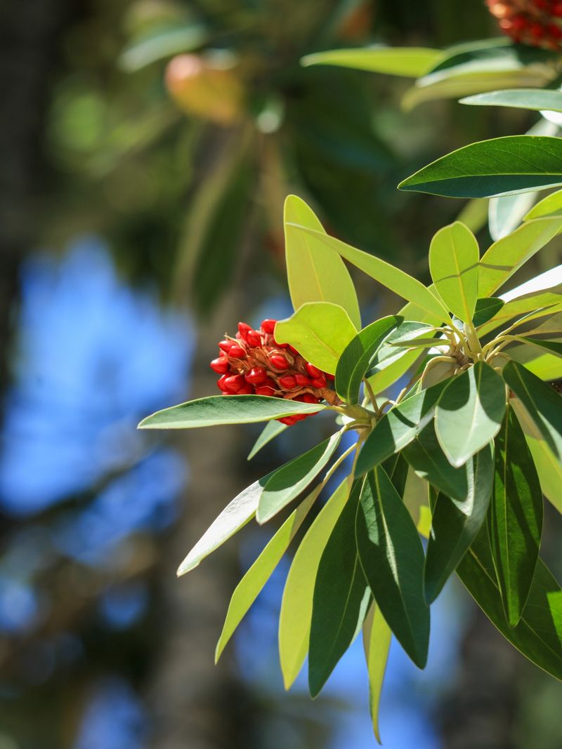 Birds and mammals may use the released seeds