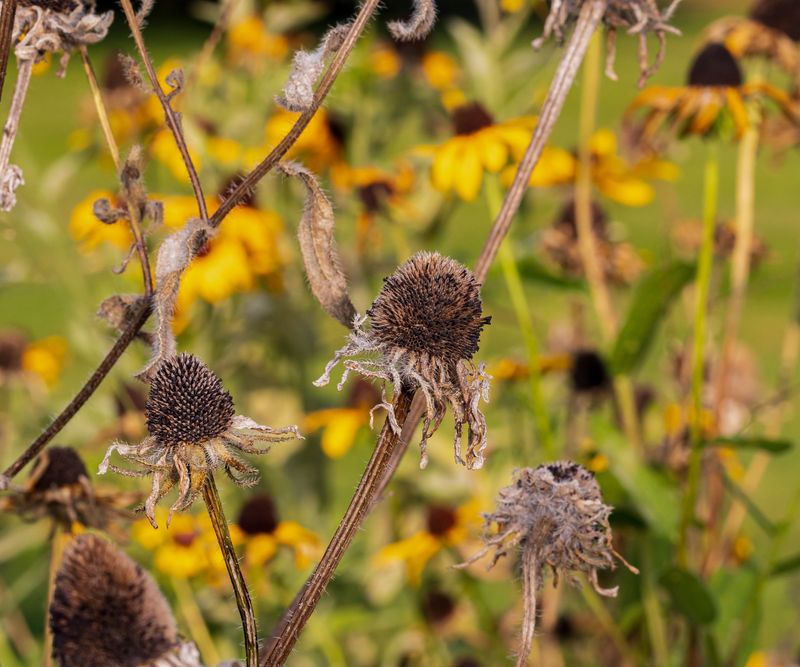 Black-Eyed Susan