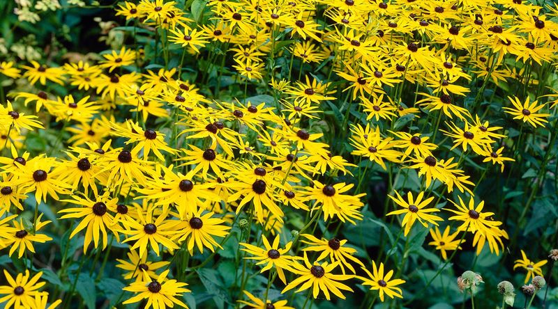 Black-Eyed Susan Extends Reliable Warm-Season Flowering Black-Eyed Susan Extends Reliable Warm-Season Flowering