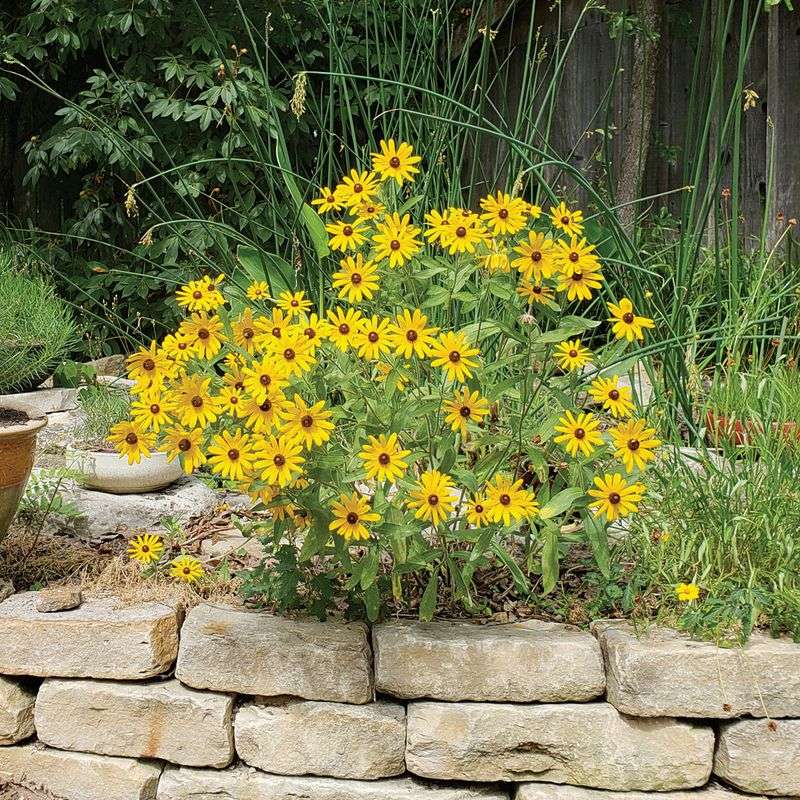 Black-Eyed Susan (Rudbeckia)