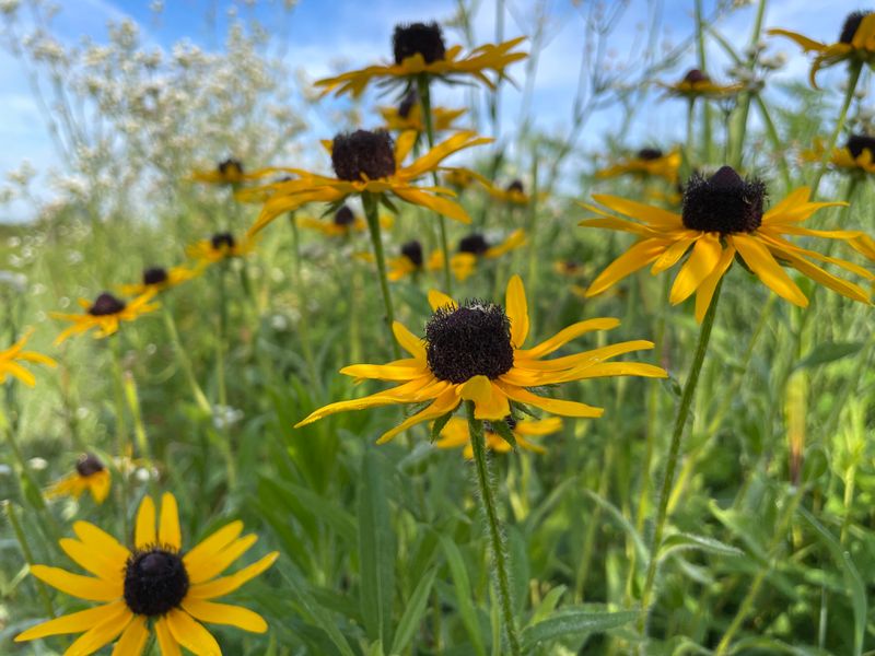 Black-Eyed Susan (Rudbeckia hirta)