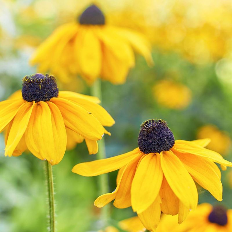 Black-Eyed Susan (Rudbeckia)