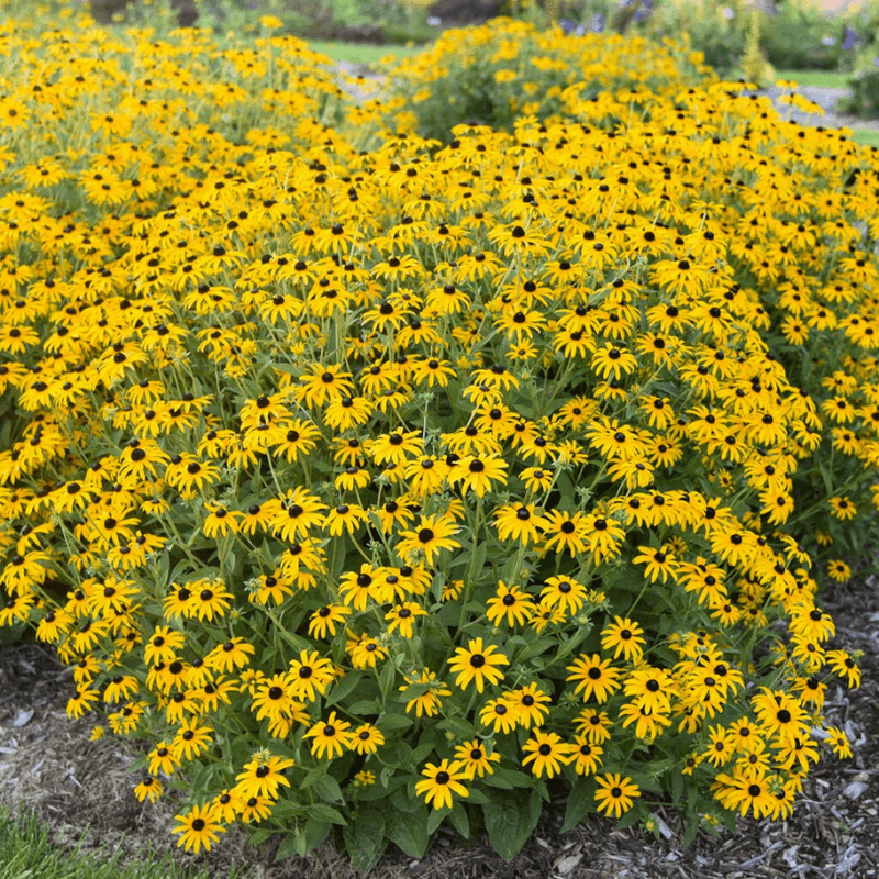 Black-Eyed Susan