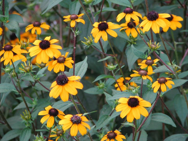 Black-Eyed Susan's Cousin, Brown-Eyed Susan (Rudbeckia triloba)