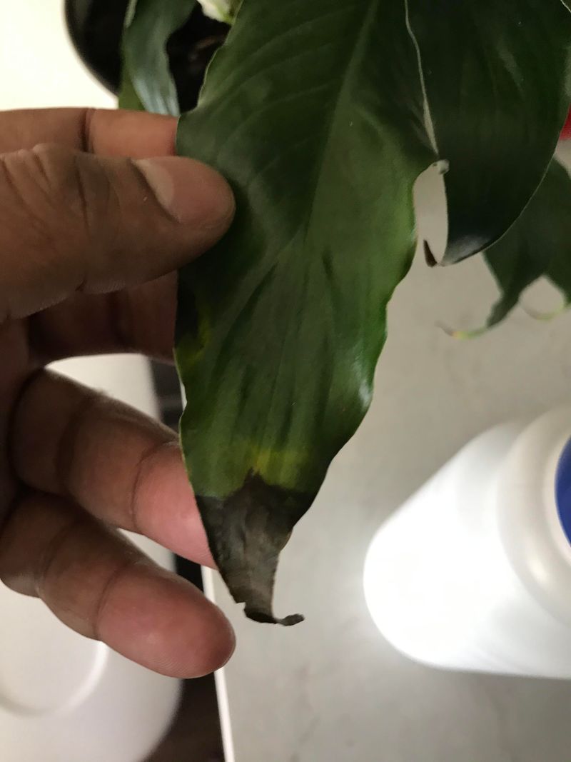 Black Tips Are a Symptom, Not a Diagnosis