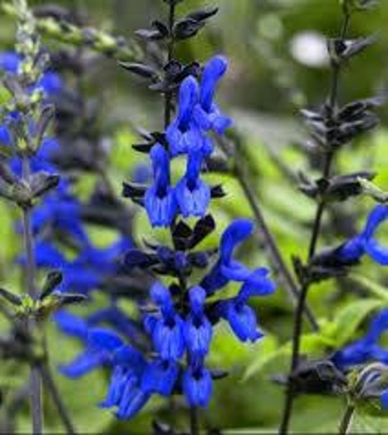 Black and Blue Salvia Black and Blue Salvia