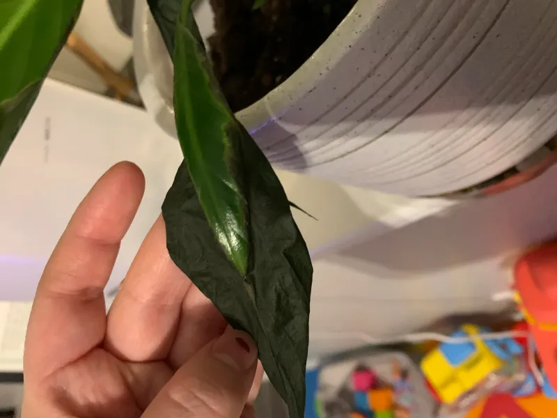 Black foliage is a symptom, not a verdict