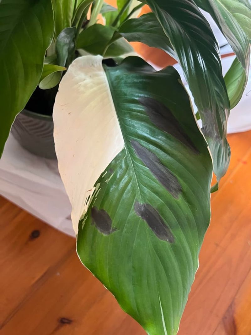 Black leaves signal stress, not one guaranteed cause