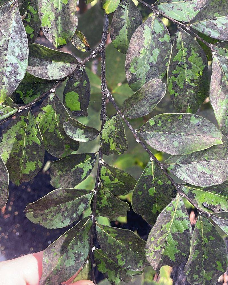 Black, sticky foliage usually signals a honeydew problem