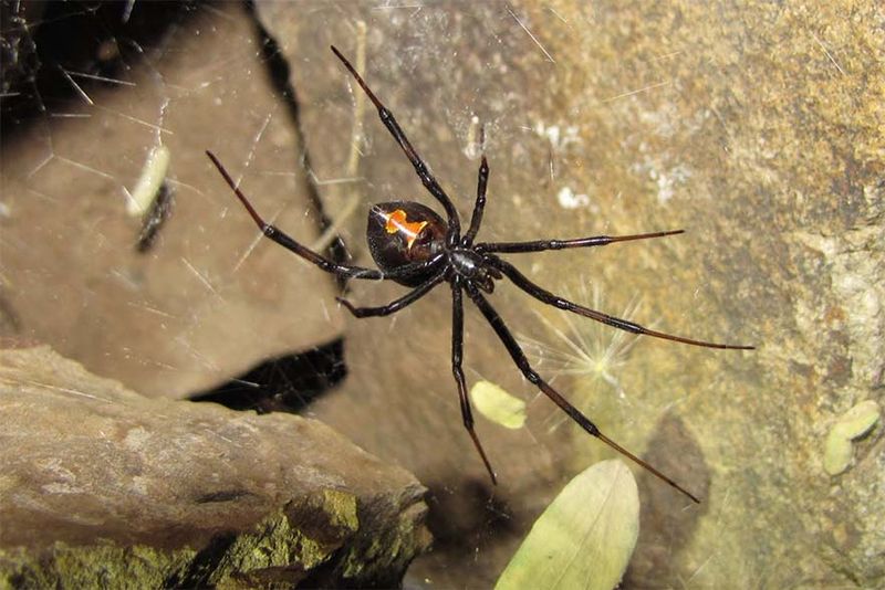 Black-widow precautions still apply Black-widow precautions still apply