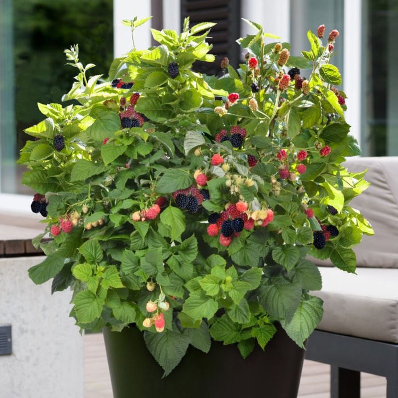 Blackberries (Thornless Compact Varieties)