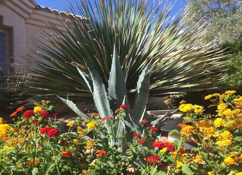 Blanket Flower