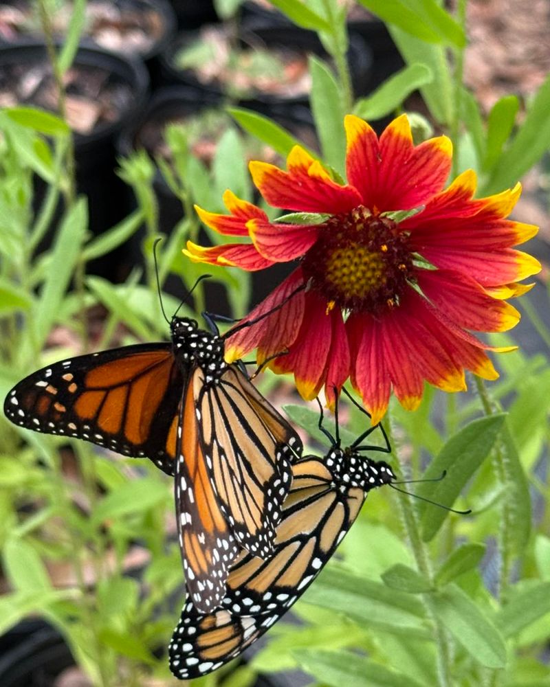 Blanketflower