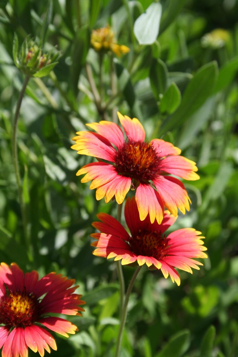 Blanketflower