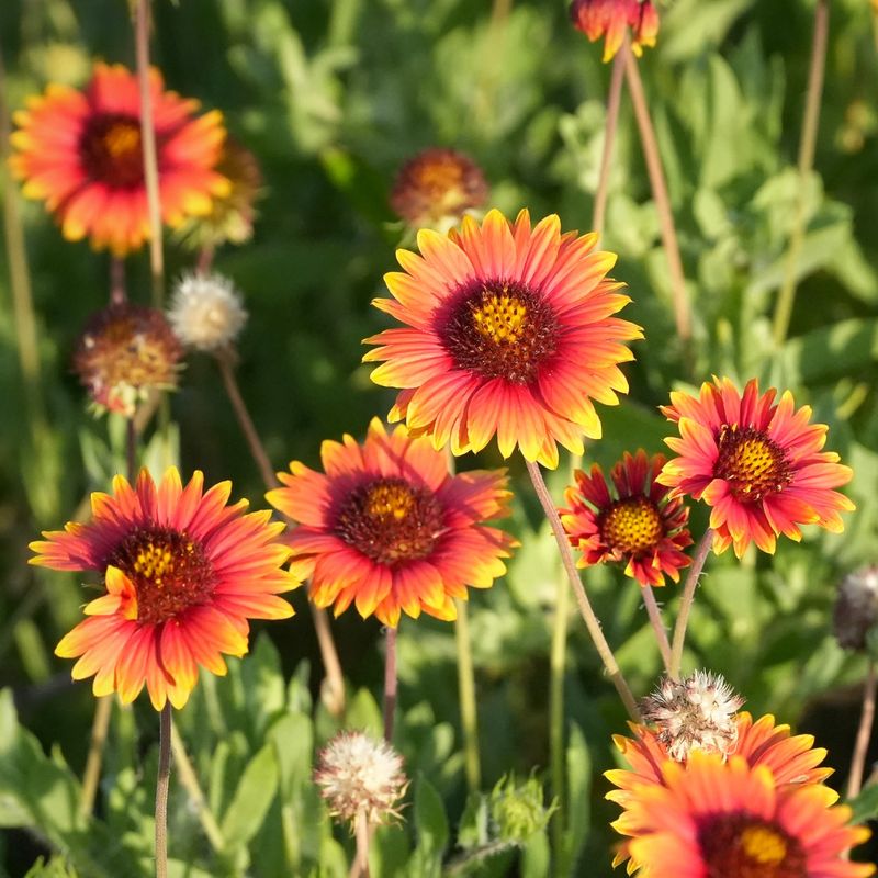 Blanketflower