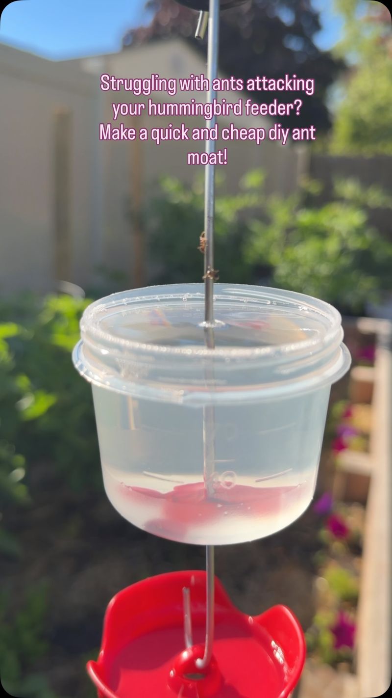 Block crawling ants with a plain-water moat Block crawling ants with a plain-water moat