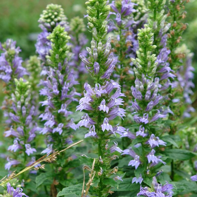 Blue Cardinal Flower Blue Cardinal Flower