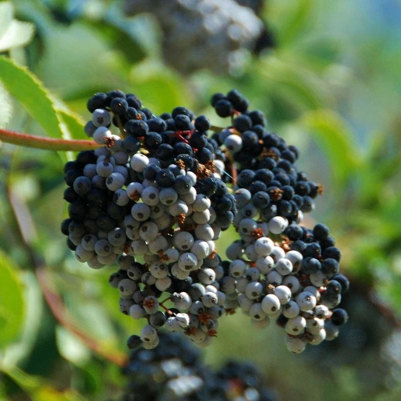 Blue Elderberry (Sambucus nigra ssp. caerulea)
