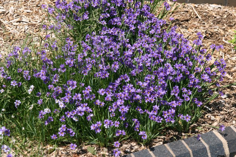 Blue-Eyed Grass Blue-Eyed Grass