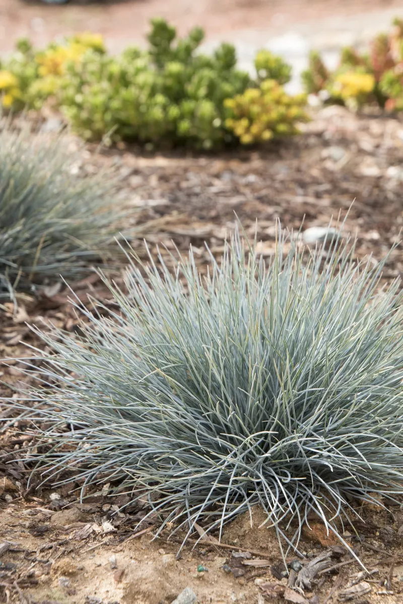Blue Fescue (Festuca glauca)