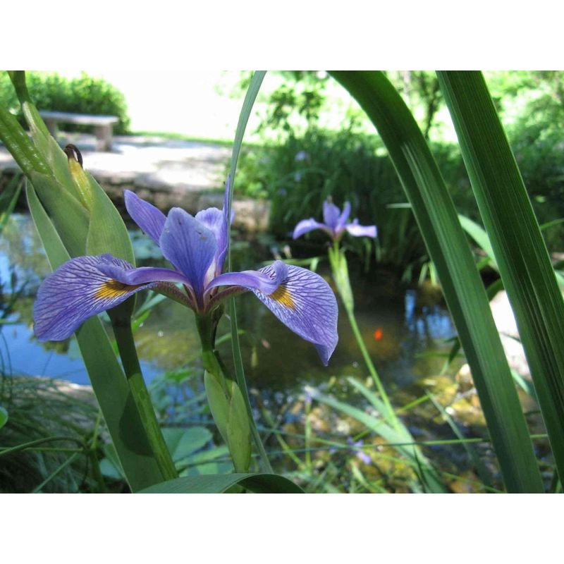 Blue Flag Iris