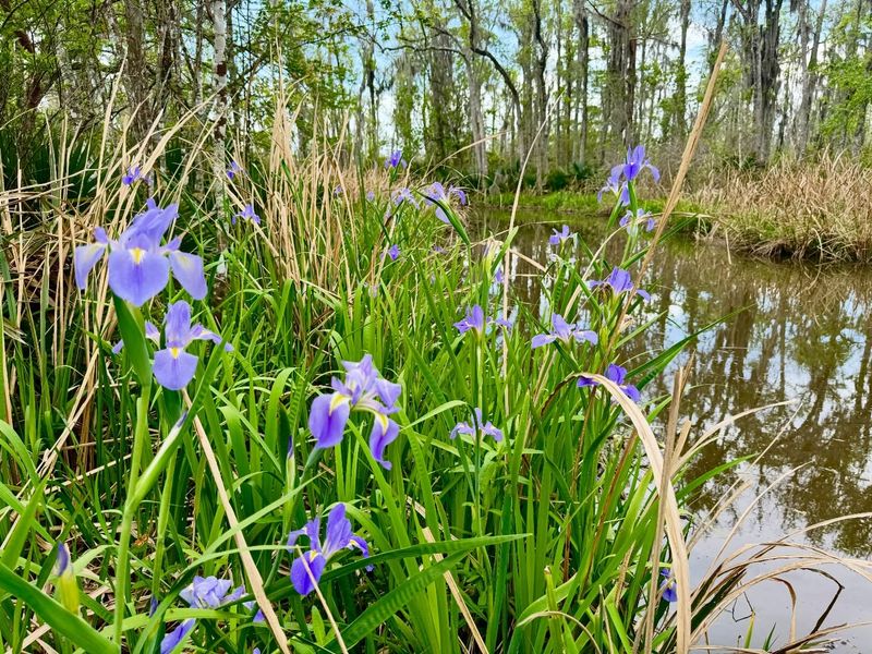 Blue Flag Iris