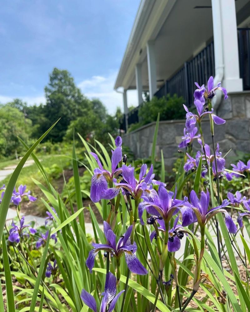 Blue Flag Iris