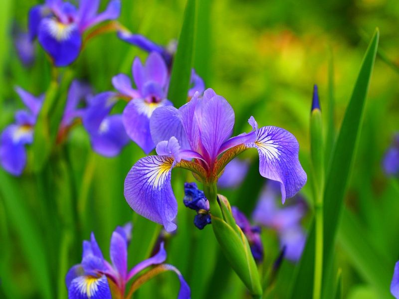 Blue Flag Iris