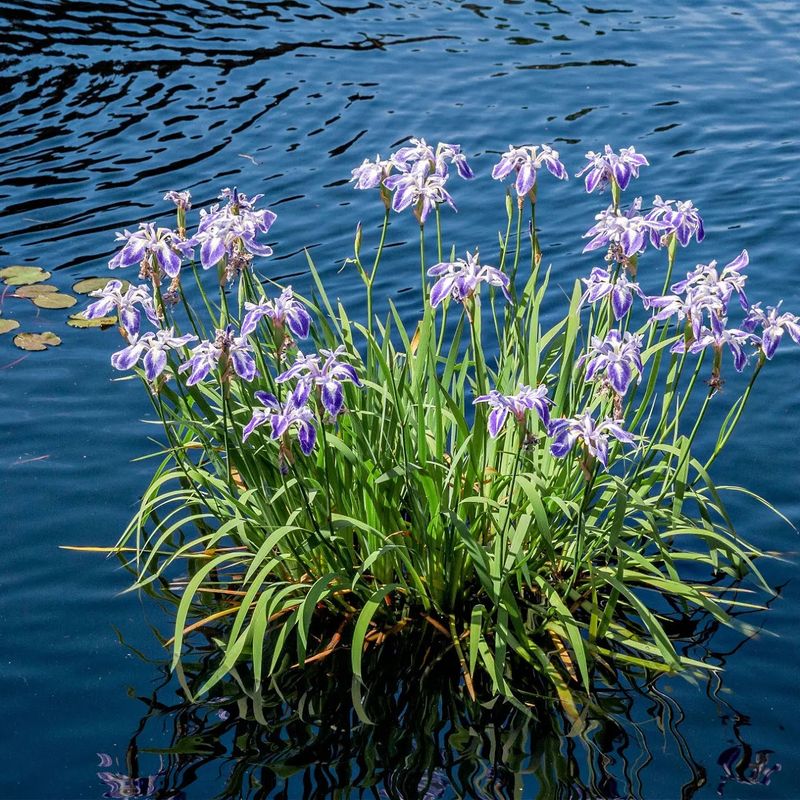 Blue Flag Iris