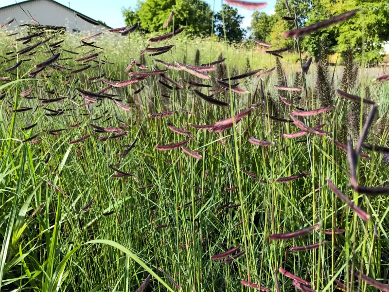 Blue Grama Grass