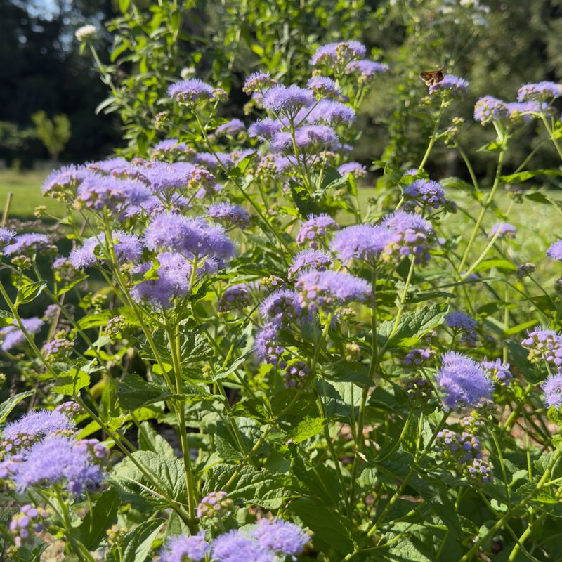 Blue Mistflower