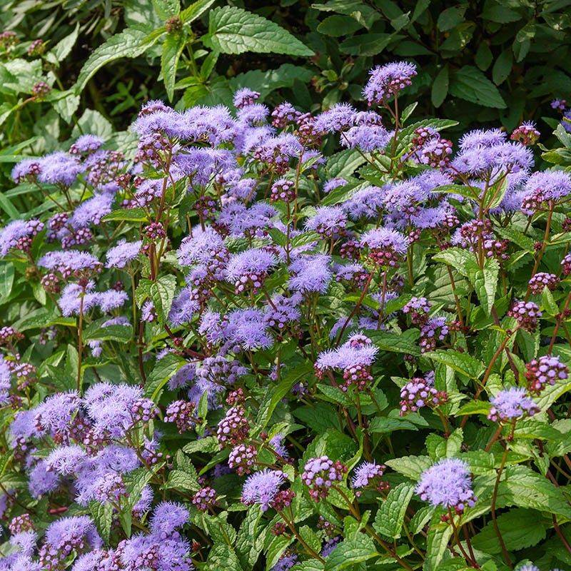 Blue Mistflower Blue Mistflower
