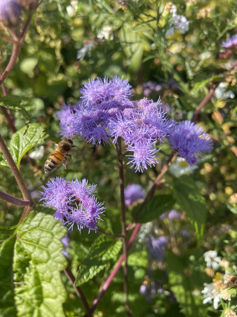 Blue Mistflower for Late-Season Nectar