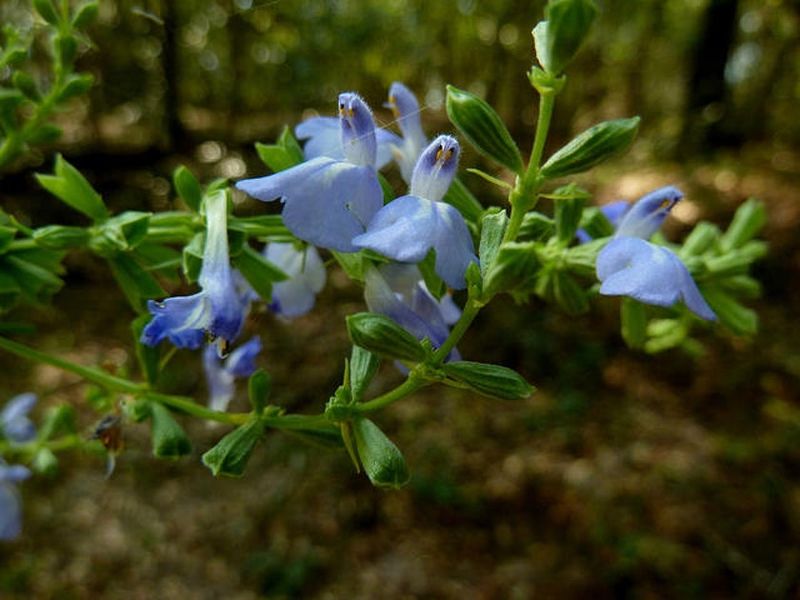 Blue Sage Blue Sage