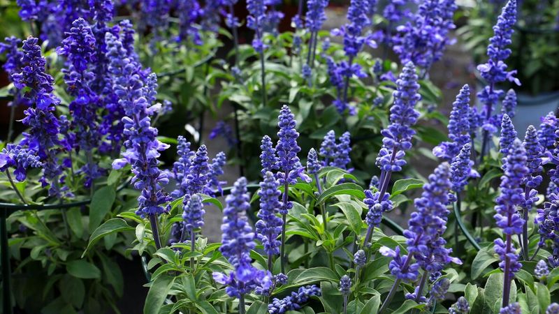 Blue Salvia Blue Salvia