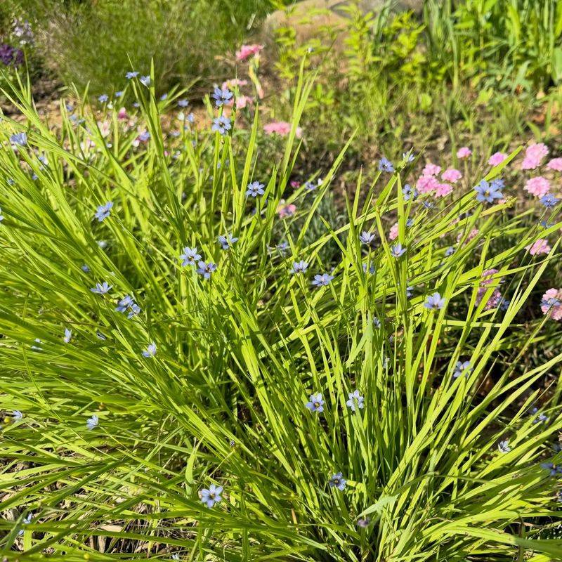 Blue-eyed Grass