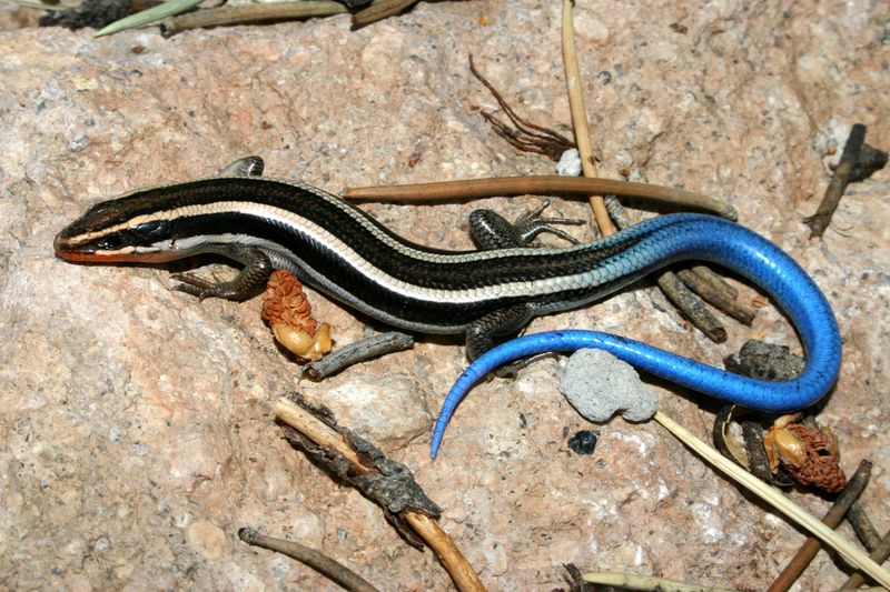Blue-tailed and blue-bellied lizards are different animals
