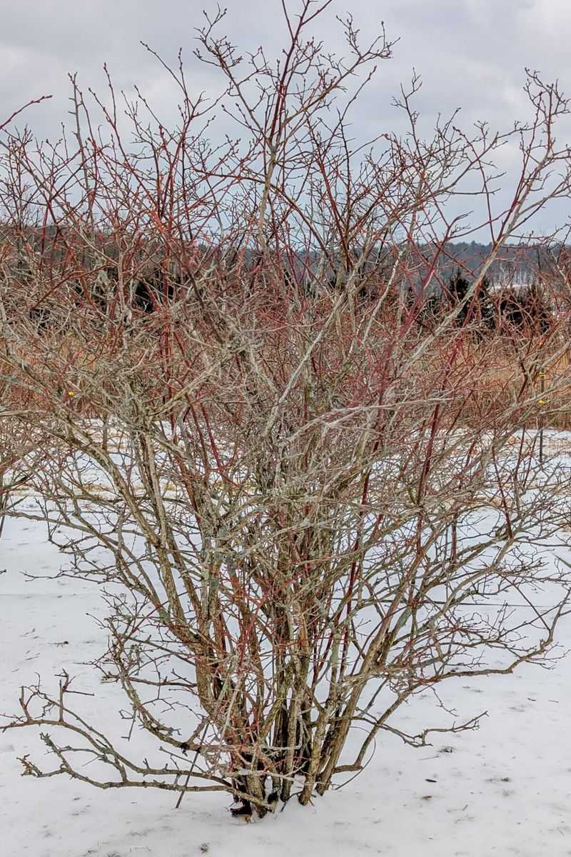 Blueberry hardwood cuttings usually wait until late winter