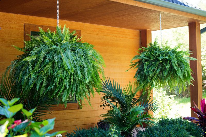 Boston Fern Boston Fern