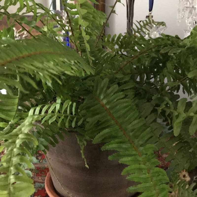 Boston Fern