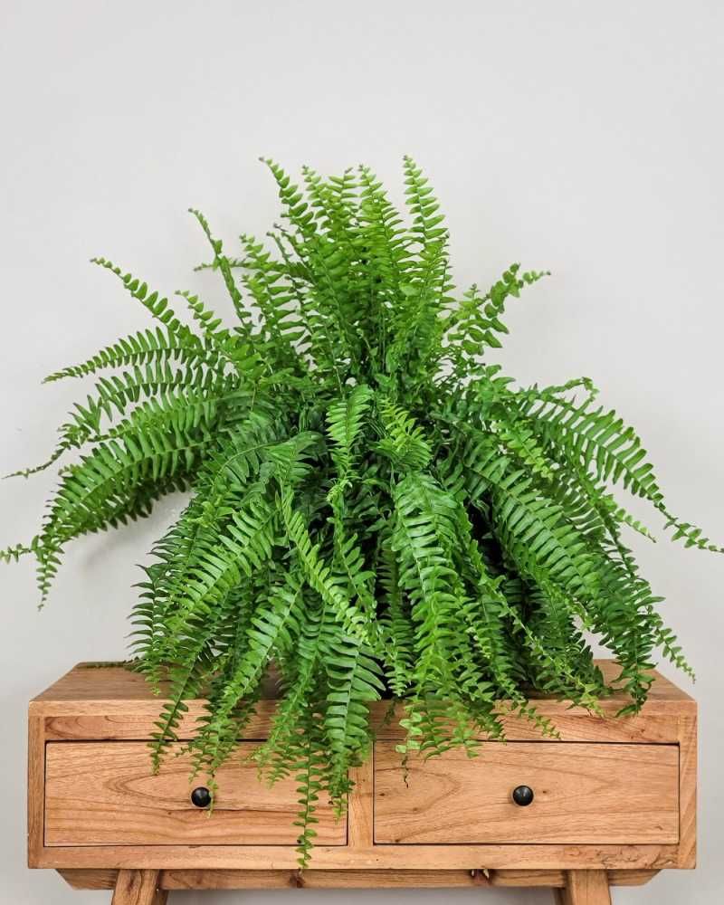 Boston Fern
