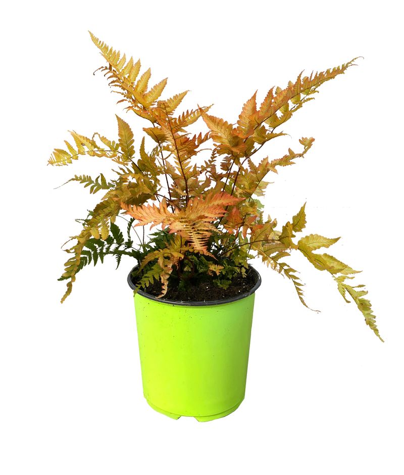 Boston Fern Boston Fern