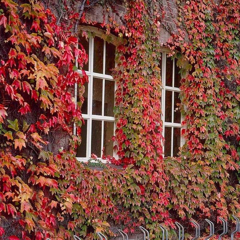 Boston Ivy (Parthenocissus tricuspidata)