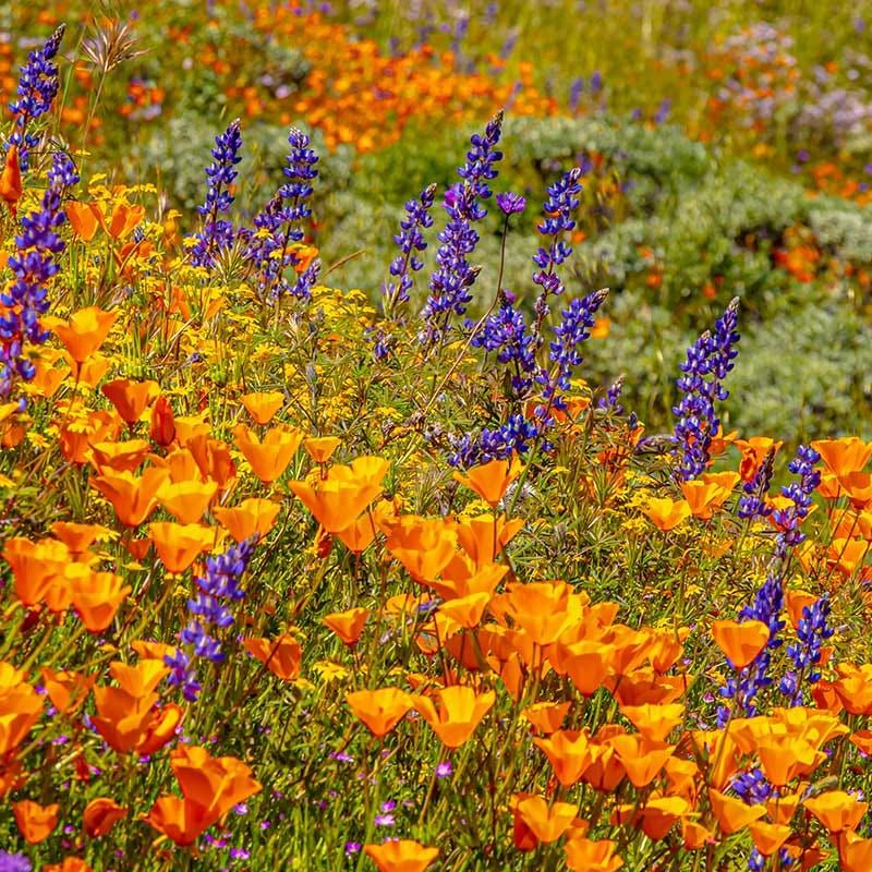 Botanic Garden Seed Programs