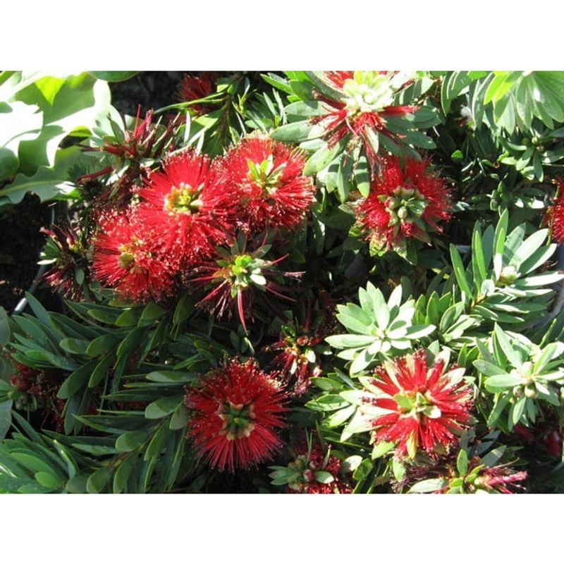 Bottlebrush