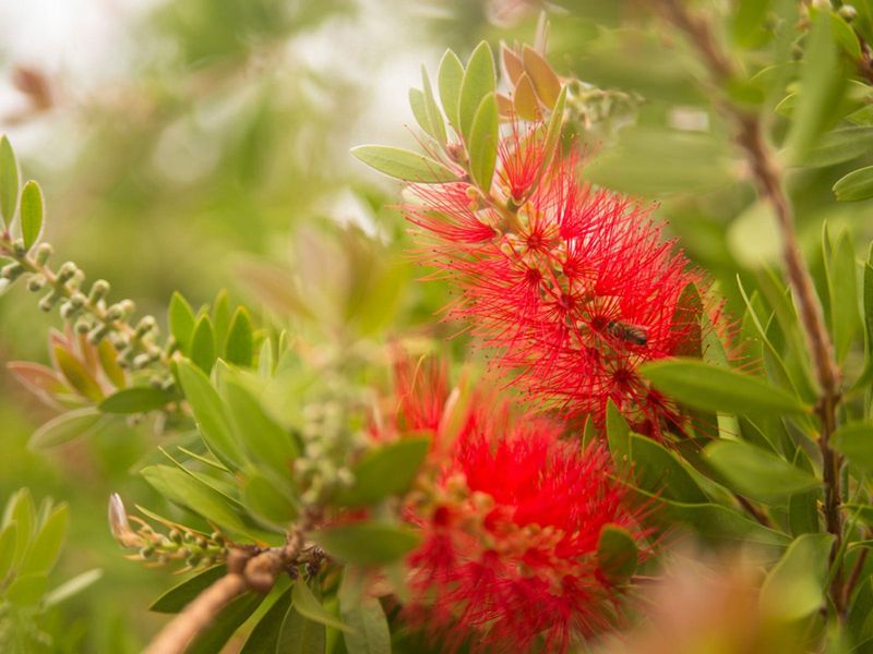 Bottlebrush