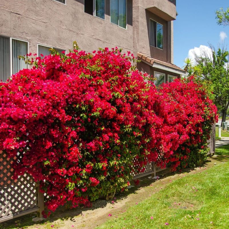 Bougainvillea