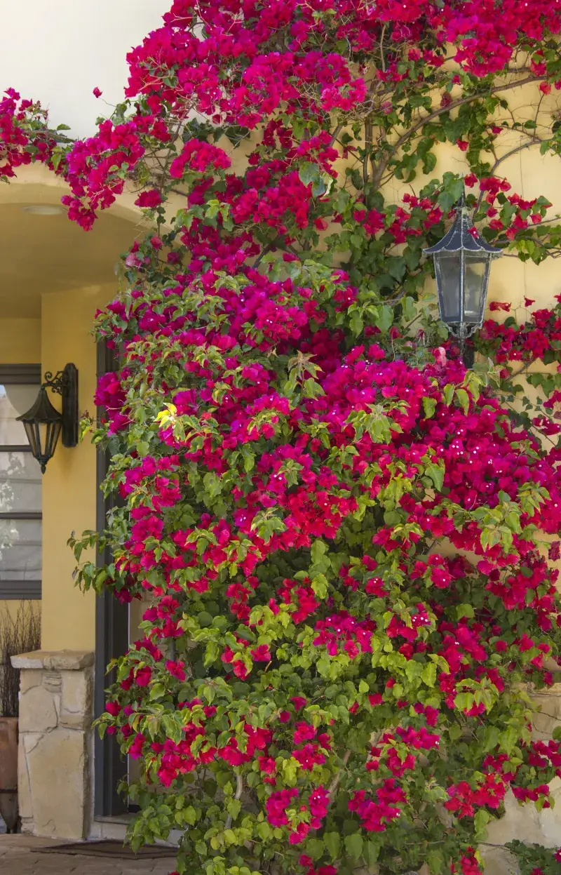 Bougainvillea