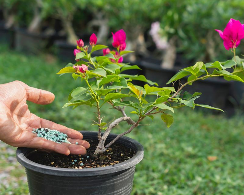 Bougainvillea in Containers Bougainvillea in Containers
