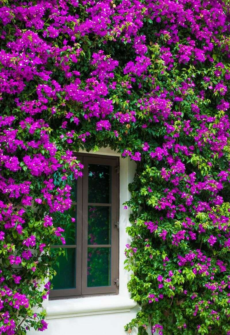Bougainvillea